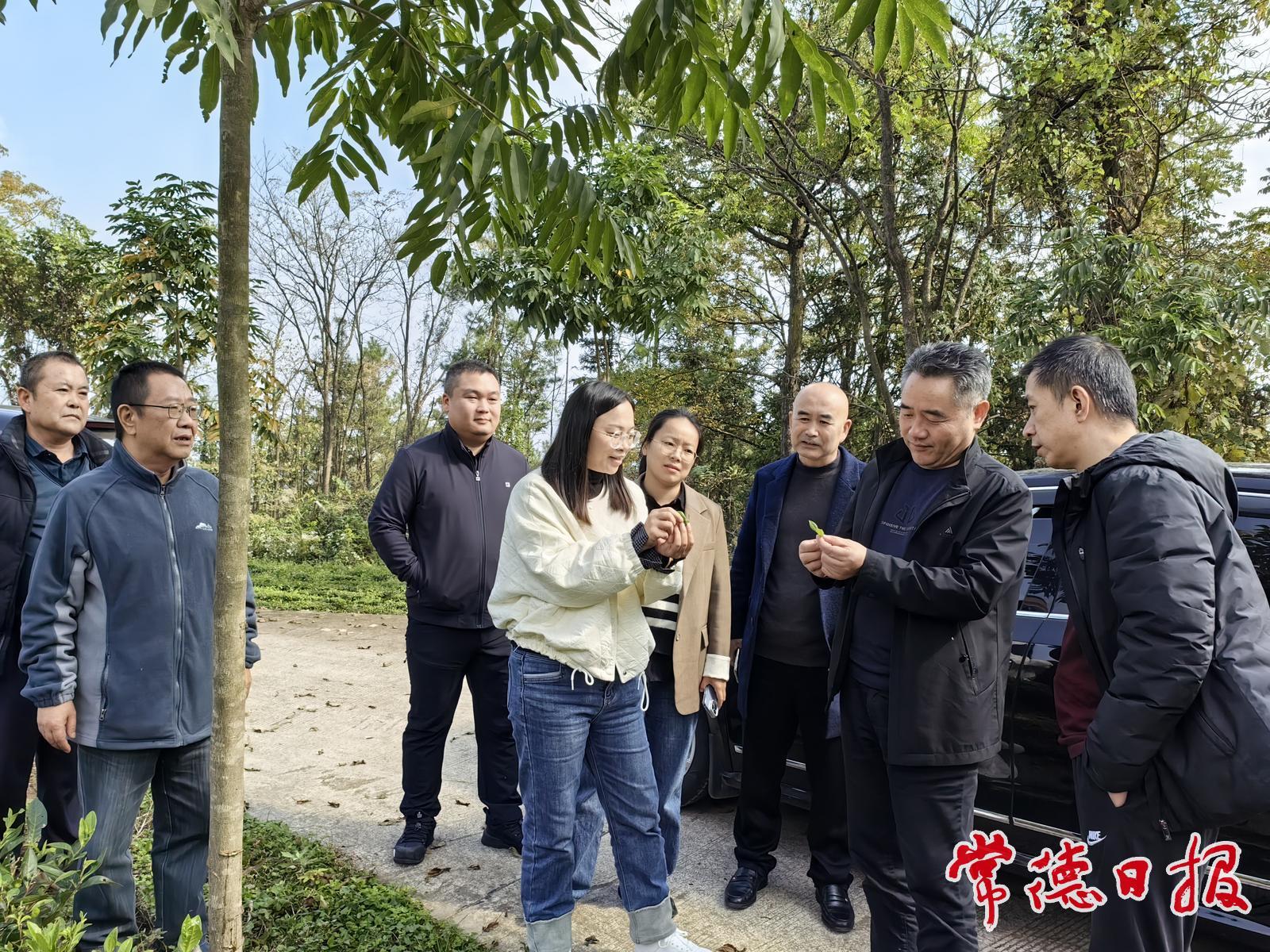 政企聯合赴石門縣勝利村調研產業幫扶工作